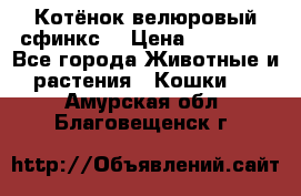 Котёнок велюровый сфинкс. › Цена ­ 15 000 - Все города Животные и растения » Кошки   . Амурская обл.,Благовещенск г.